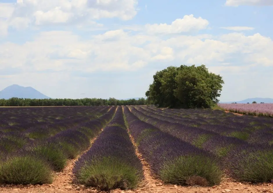seminaire vert provence salon