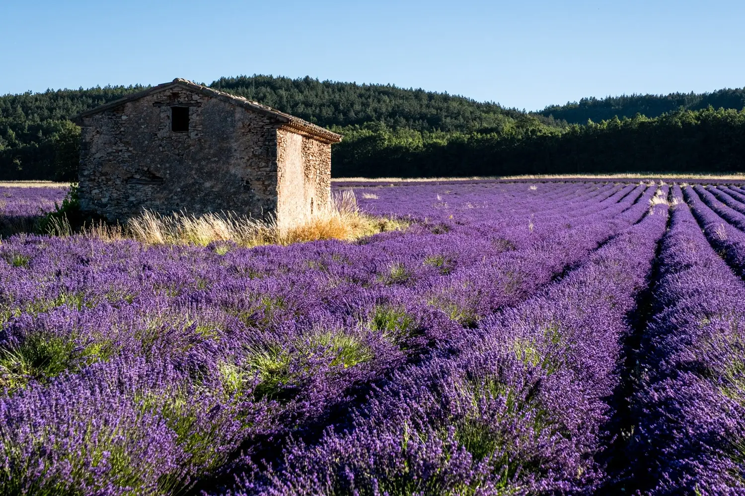 Séminaire vert Luberon champs lavande 1