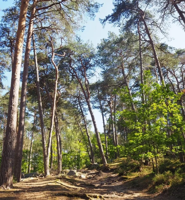Séminaire Vert - Fontainebleau
